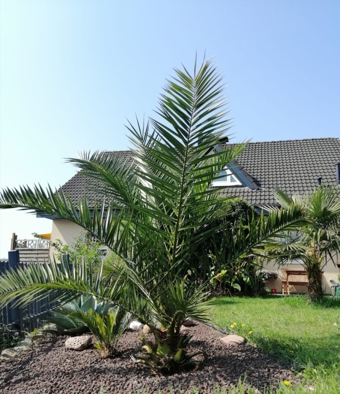 Финик canariensis