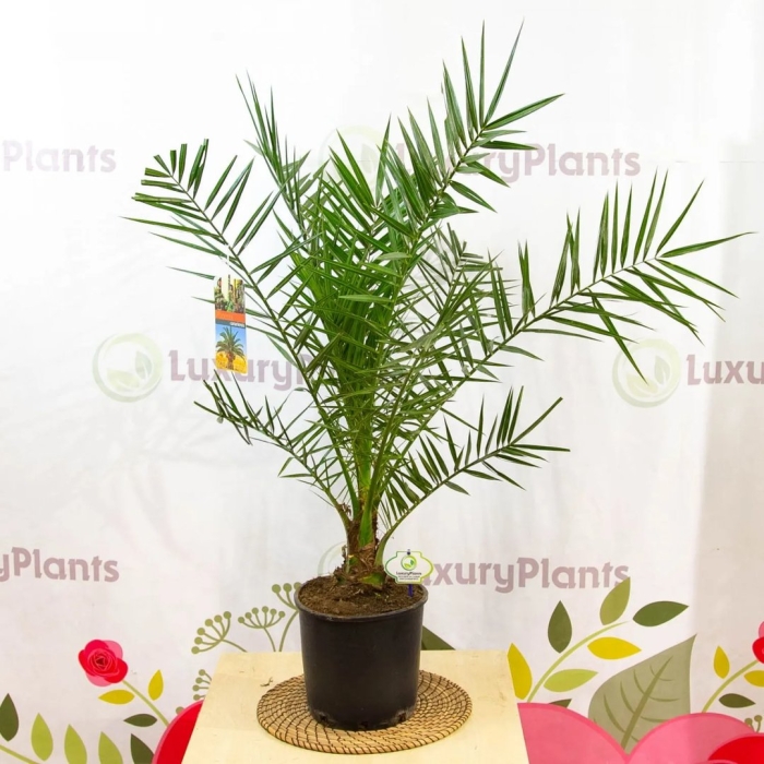 Пальма финик канарский