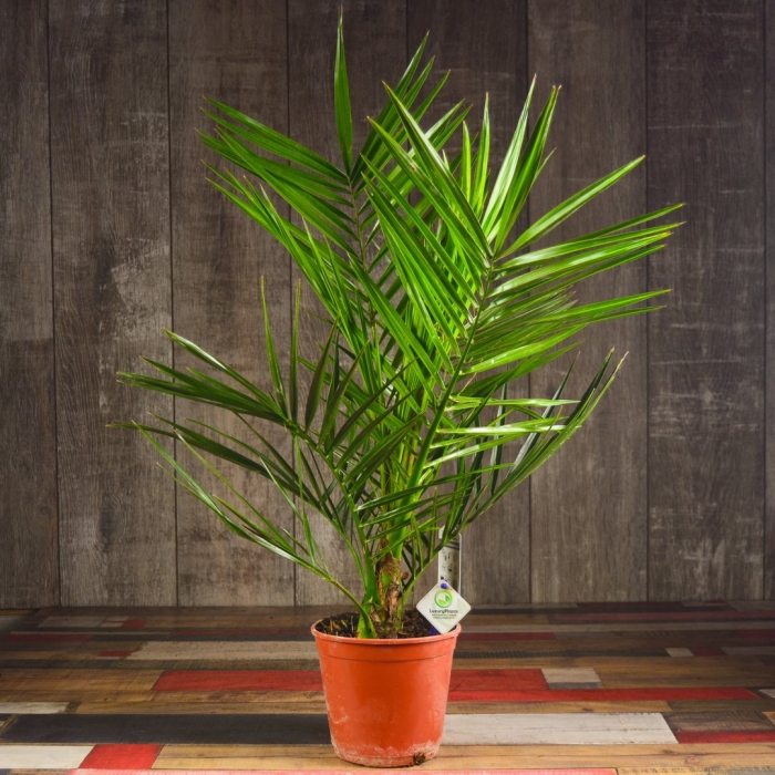 Финик канарский комнатное растение