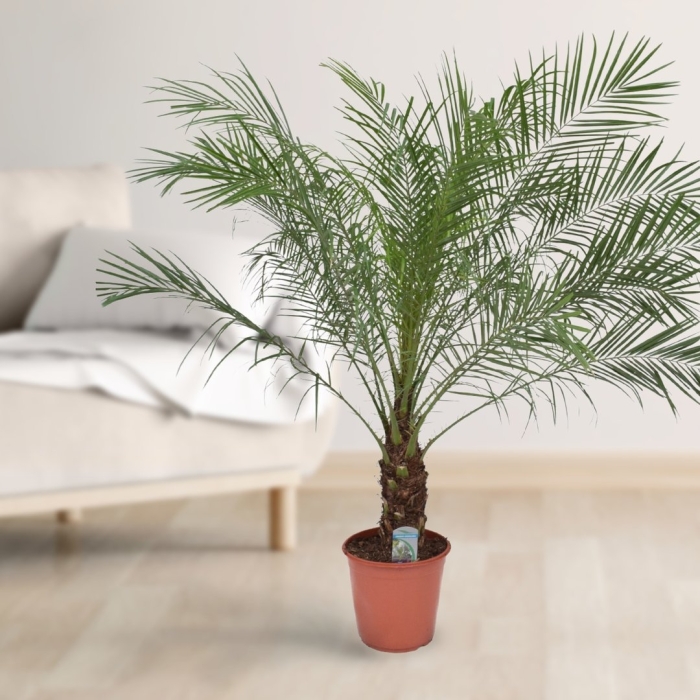 Финик робелена