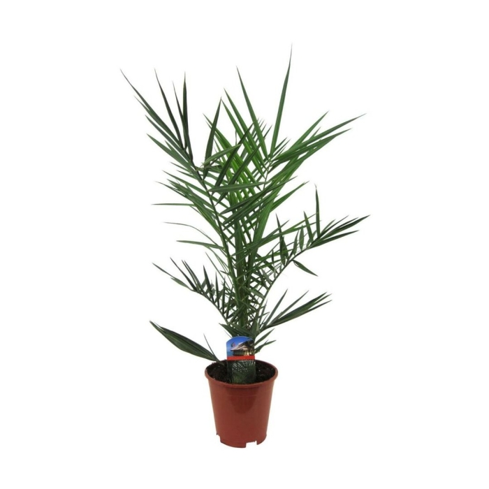 Финиковая пальма финик канарский