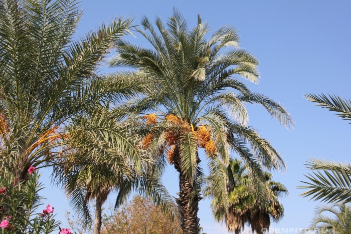 Финиковые пальмы в турции