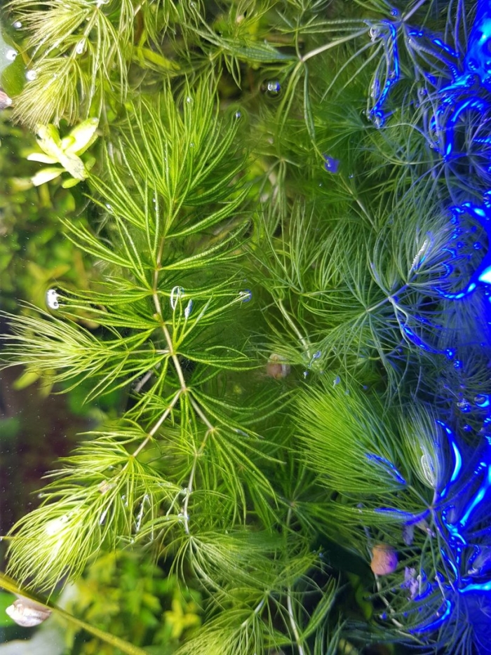 Роголистник аквариумное