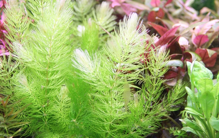 Роголистник аквариумное растение