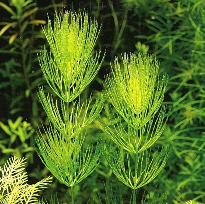 Роголистник аквариумное растение