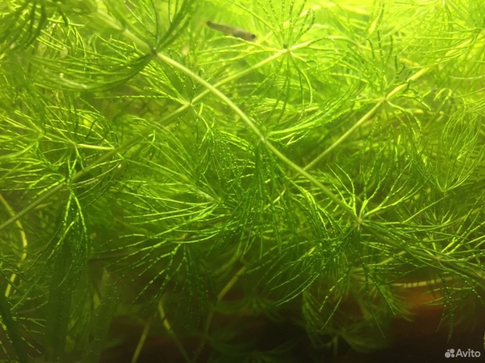 Роголистник аквариумное растение