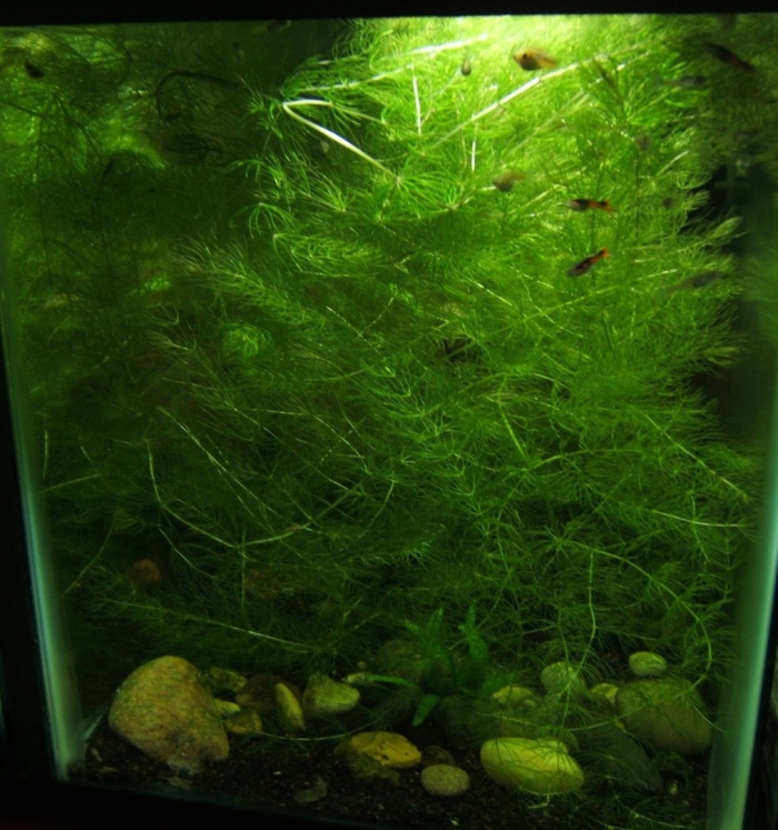 Роголистник акваскейп