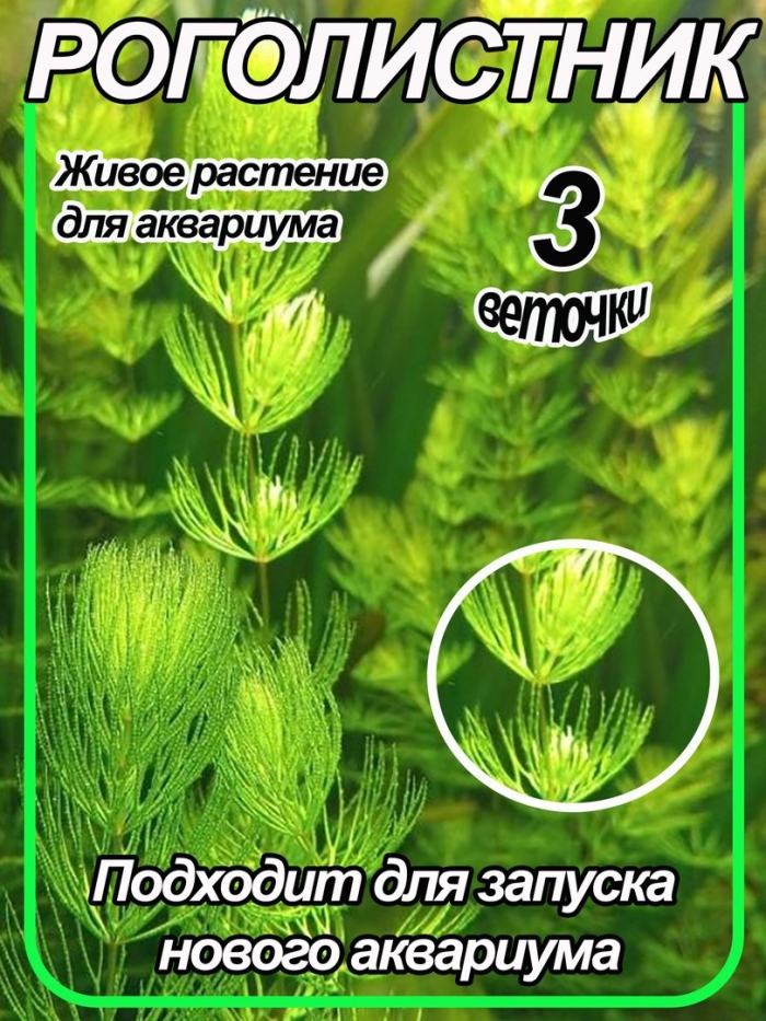 Роголистник аквариумное растение