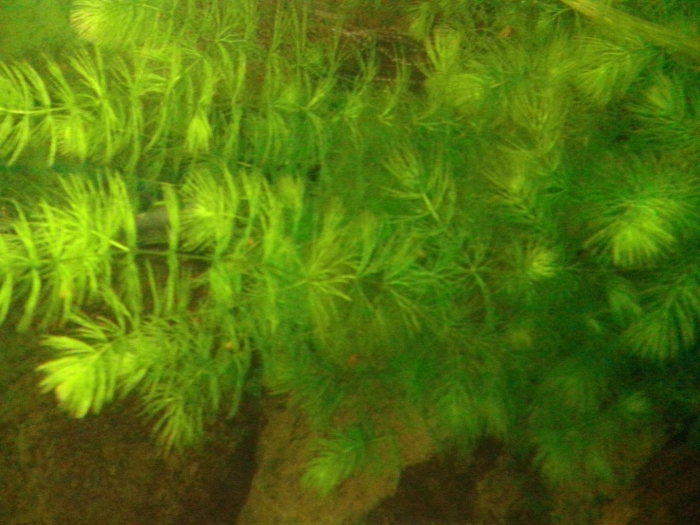 Роголистник полупогружённый