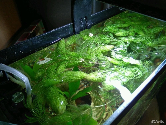 Роголистник в аквариуме