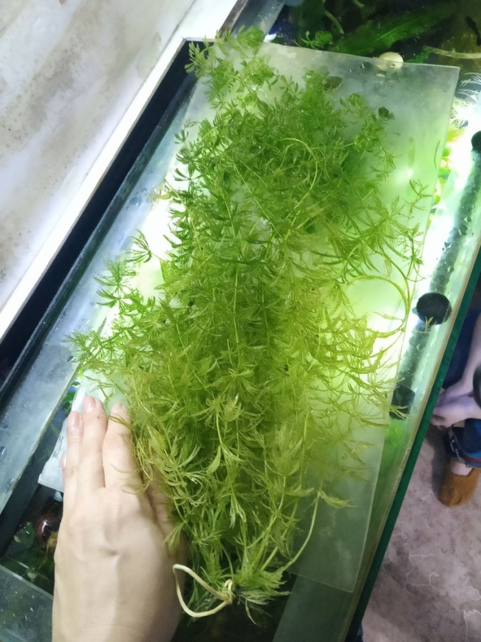Роголистник аквариумное растение