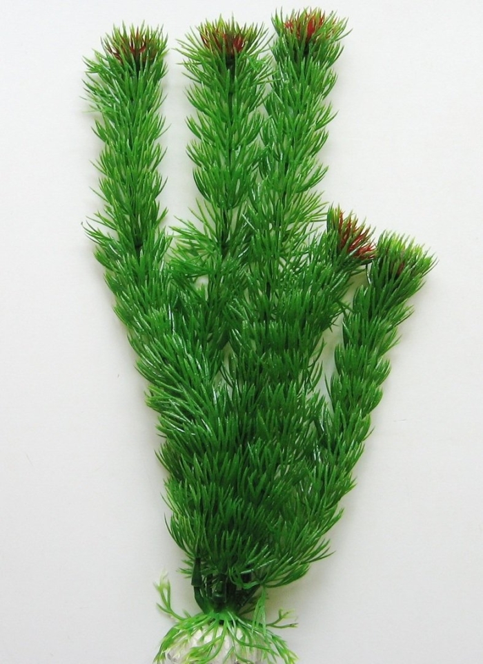 Barbus plant 002 амбулия