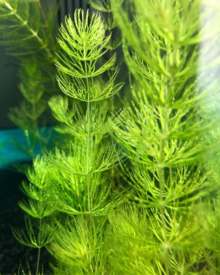 Роголистник аквариумное