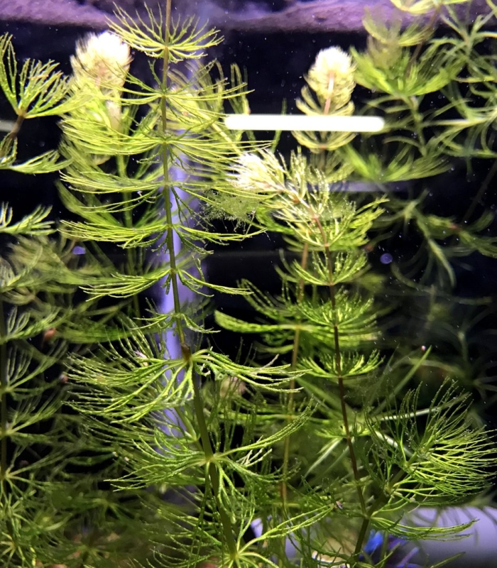 Элодея роголистник