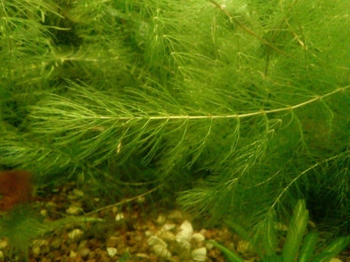 Роголистник красностебельный