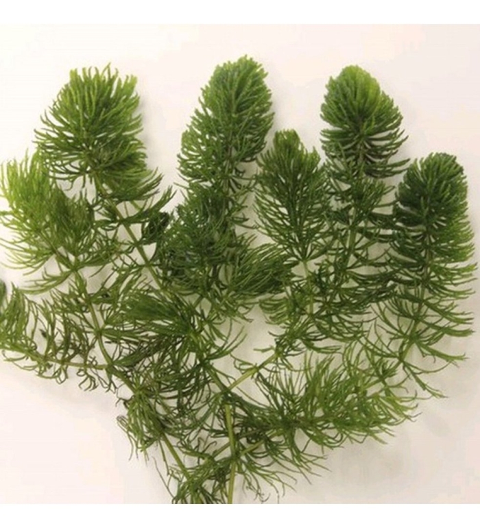 Элодея роголистник болотник