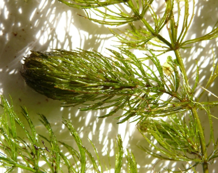 Элодея роголистник болотник