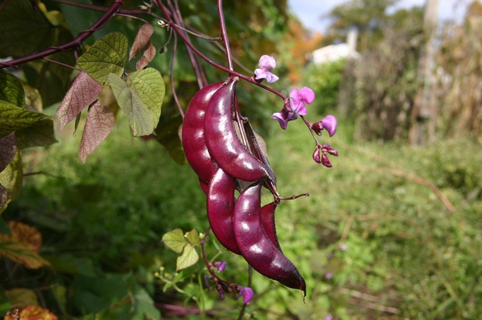 Лобия долихос