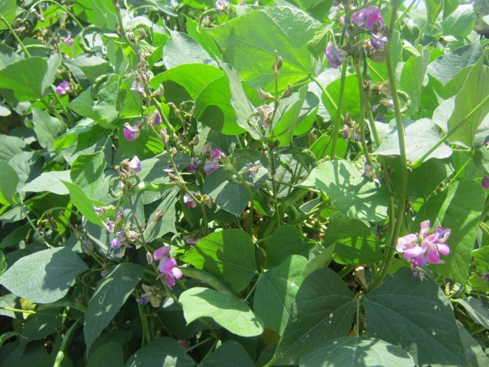 Долихос лаблаб