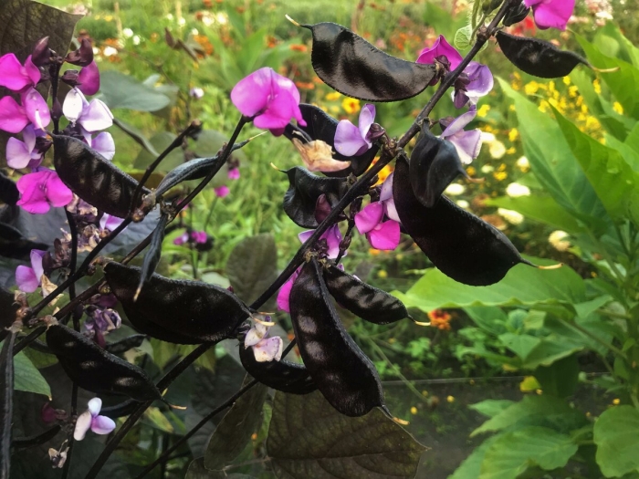 Фасоль декоративная вьющаяся