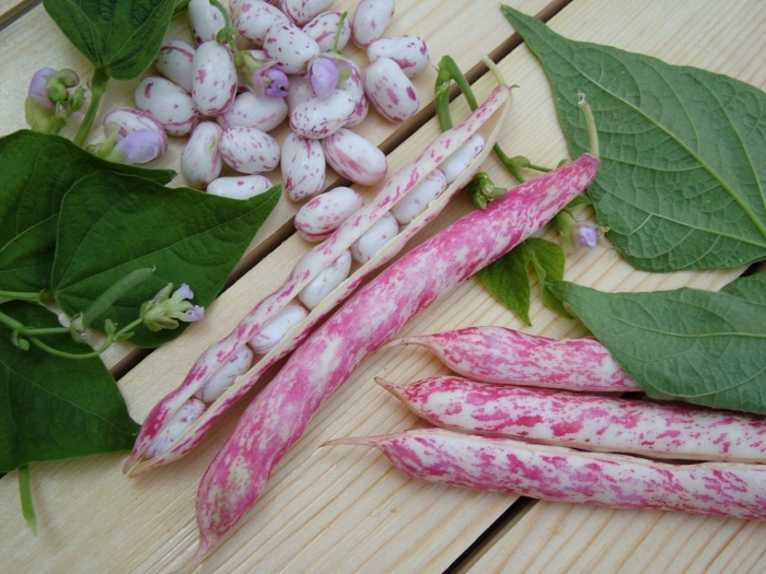 Фасоль кустовая борлотто