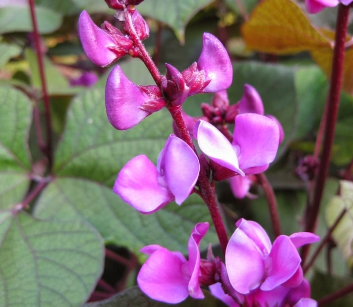 Долихос обыкновенный