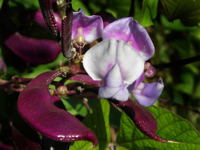 Долихос лиана