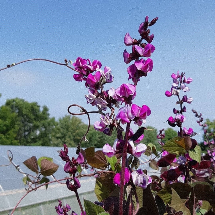 Гиацинтовые бобы долихос