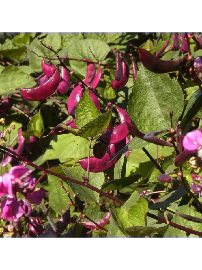 Долихос лиана