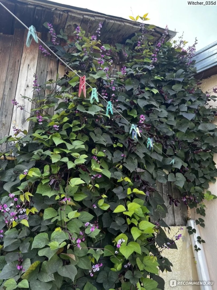 Долихос вьющаяся сирень