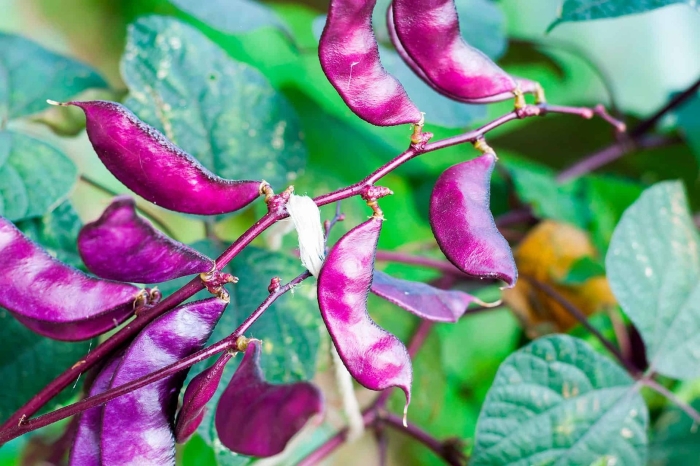Долихос обыкновенный вьющаяся сирень