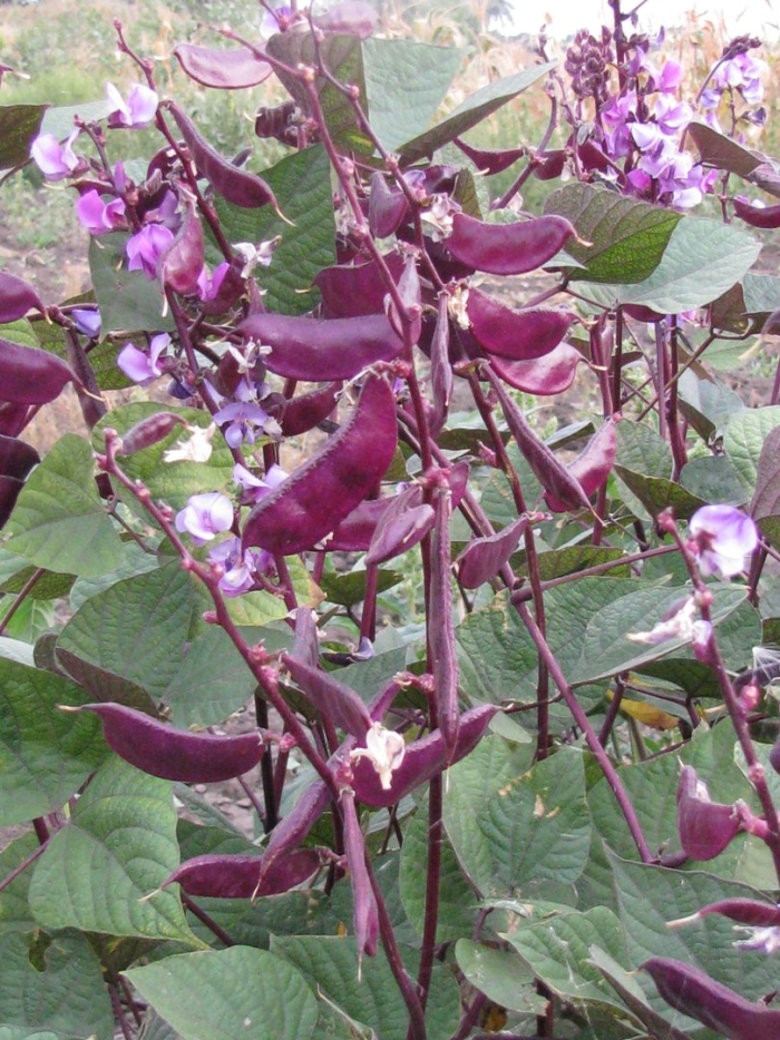 Долихос вайолет