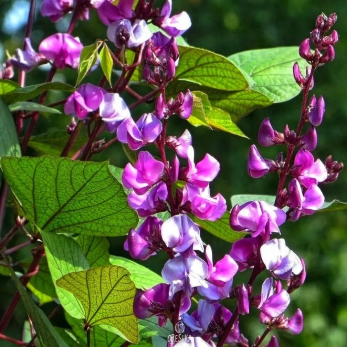 Долихос вьющаяся сирень