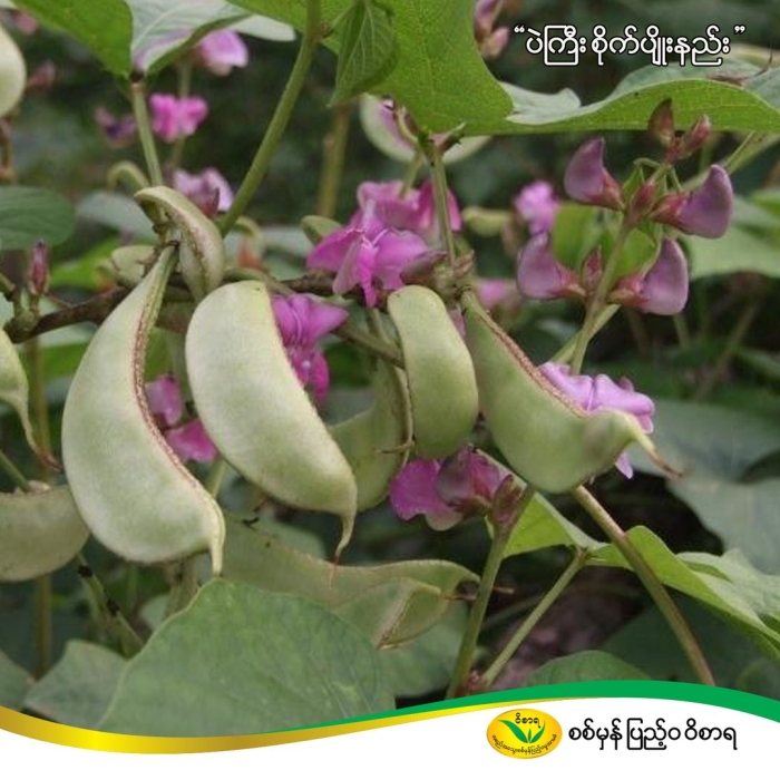 Долихос вьющаяся сирень