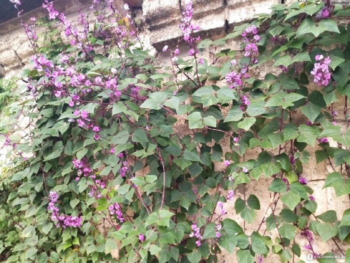 Долихос вьющаяся сирень