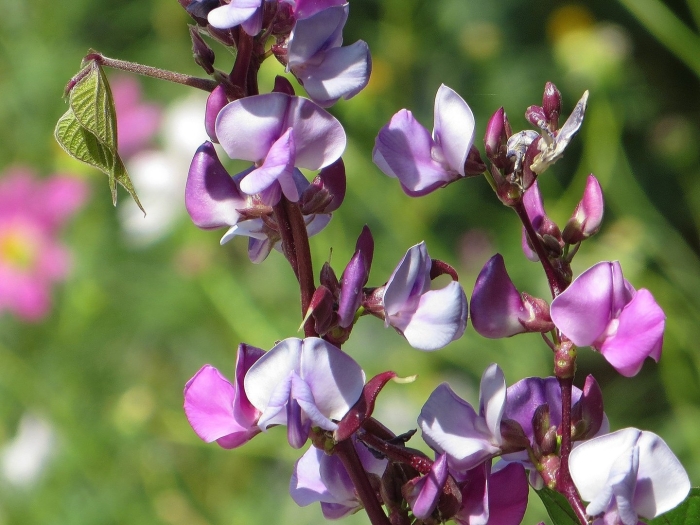 Вьющаяся сирень