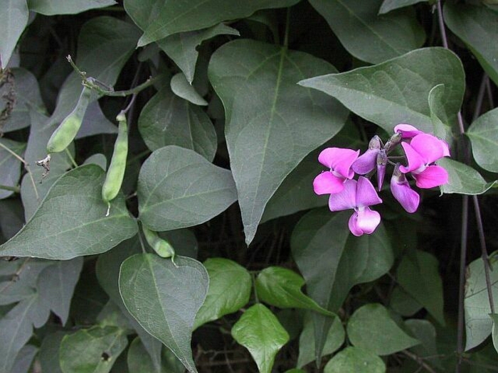 Латирус (душистый горошек)