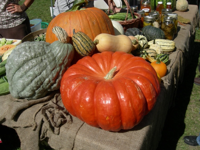 Штирийская тыква