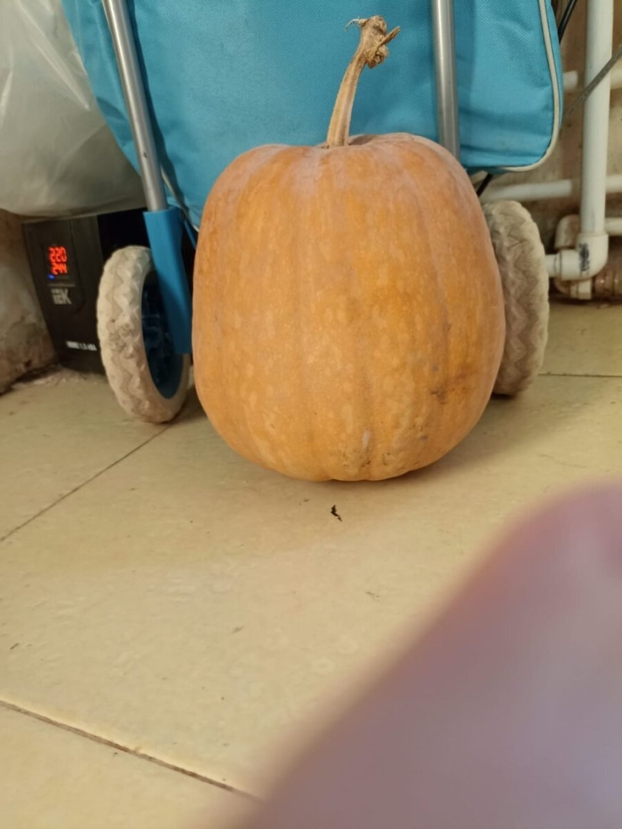 Тыква большая