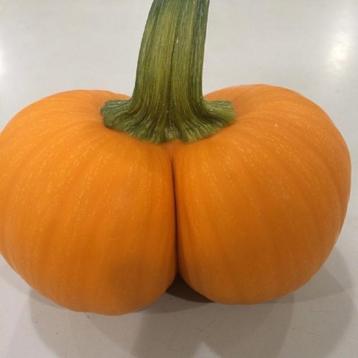 Овощ похожий на тыкву