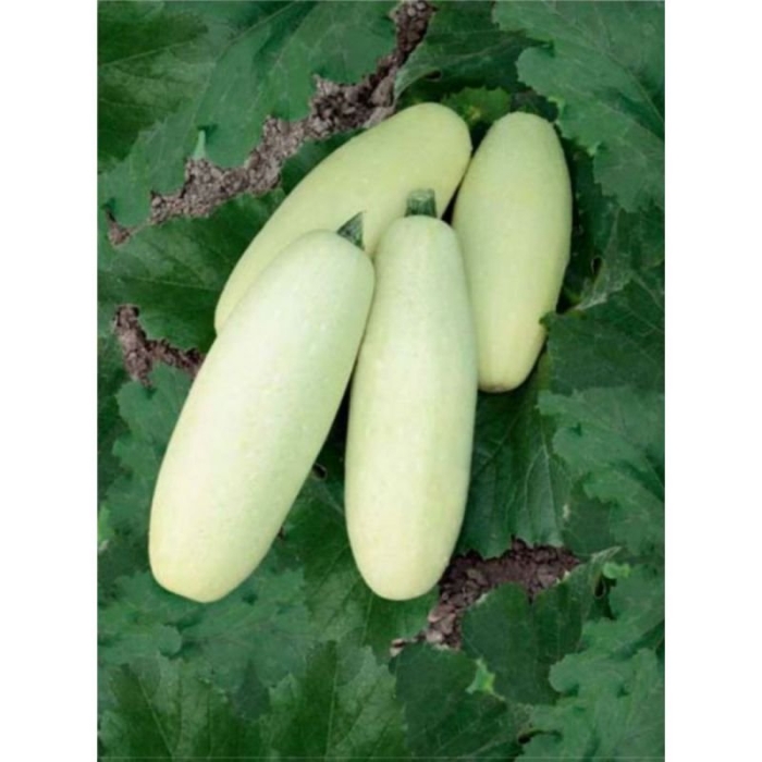 Кабачок белоплодный