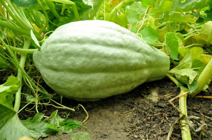Cucurbita argyrosperma
