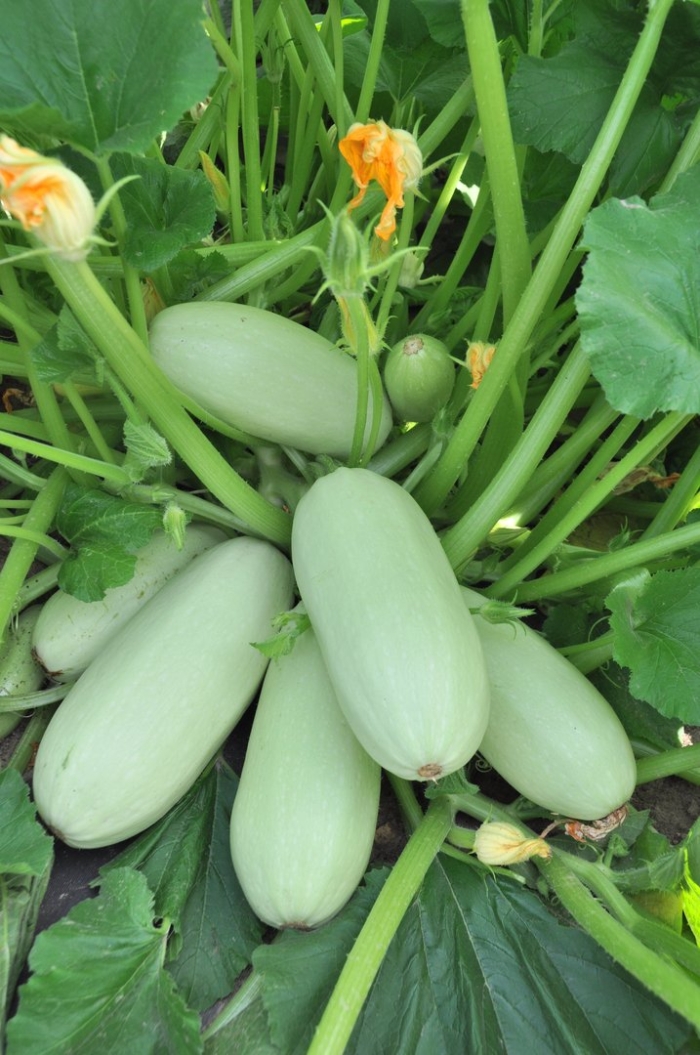 Кабачок белый грибовский