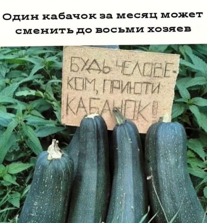 Сорт кабачков