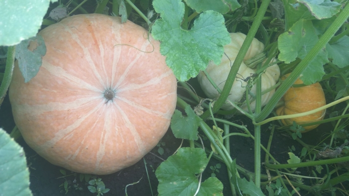 Выращивание тыквы