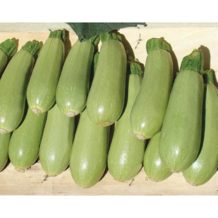 Кабачок искандер f1