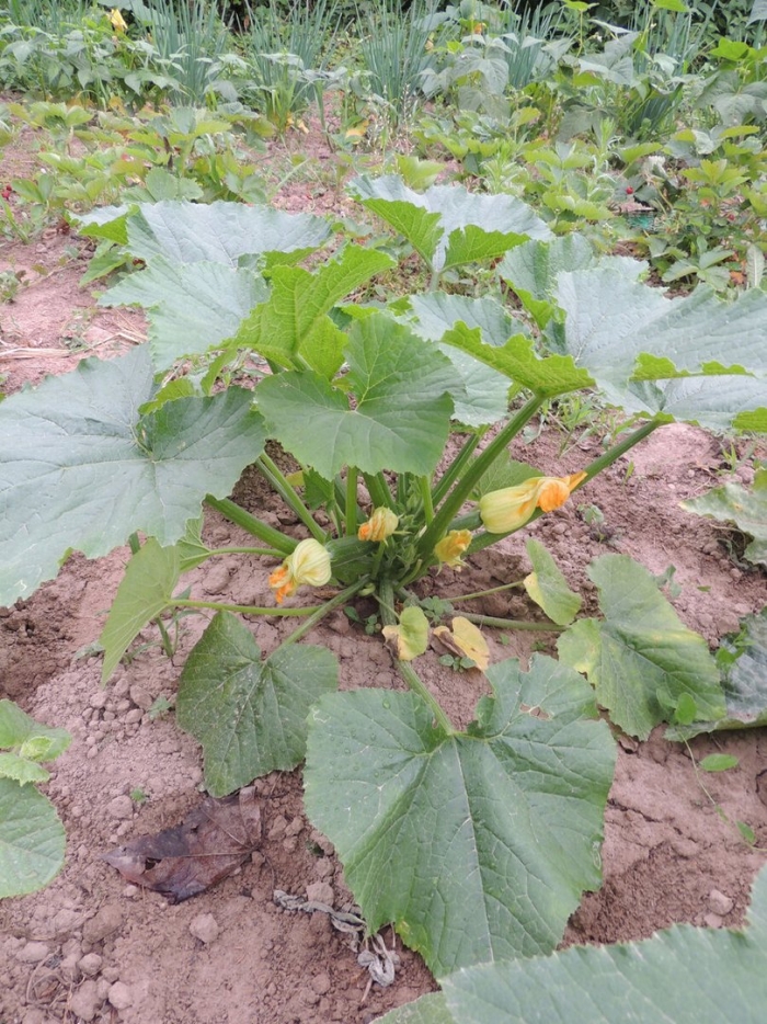 Кабачки растут