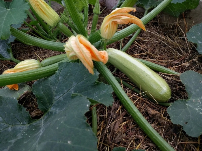 Кабачки грибовские