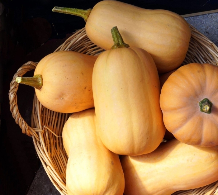 Тыква кабачок