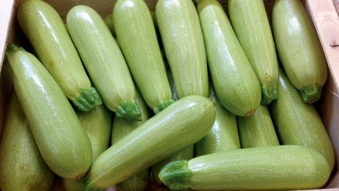 Кабачок белогор f1